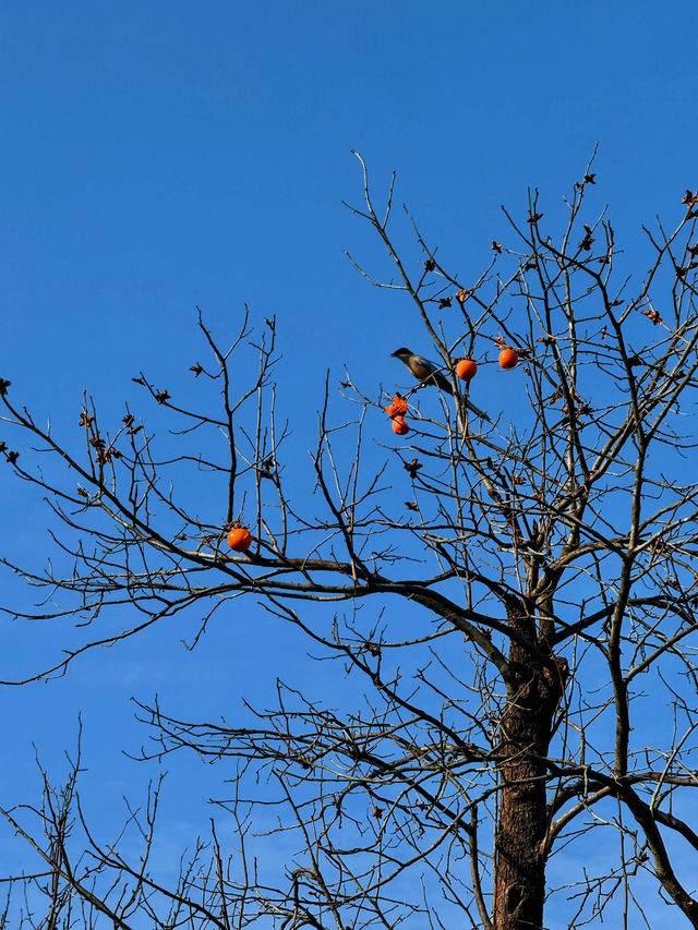 逃離鄭州天花板!登封24小時治癒之旅 逃離鄭州天花板!登封24小時治癒之旅