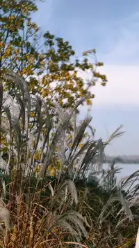 家門口的詩與遠方 | 在禹州谷堆白沙