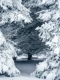 長白山隱藏玩法！帶娃徒步雪林，玩到拖不走