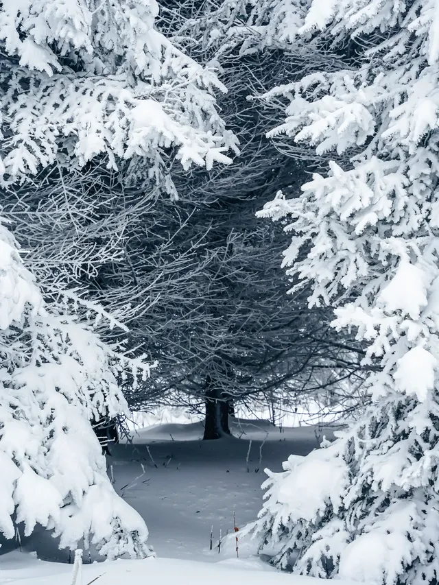 長白山隱藏玩法！帶娃徒步雪林，玩到拖不走