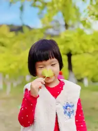 替大家去南雄踩點,銀杏青黃不接過幾天再去