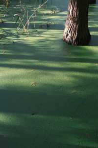 徐州拍照王炸！市區藏「抹茶綠童話秘境」0元出片