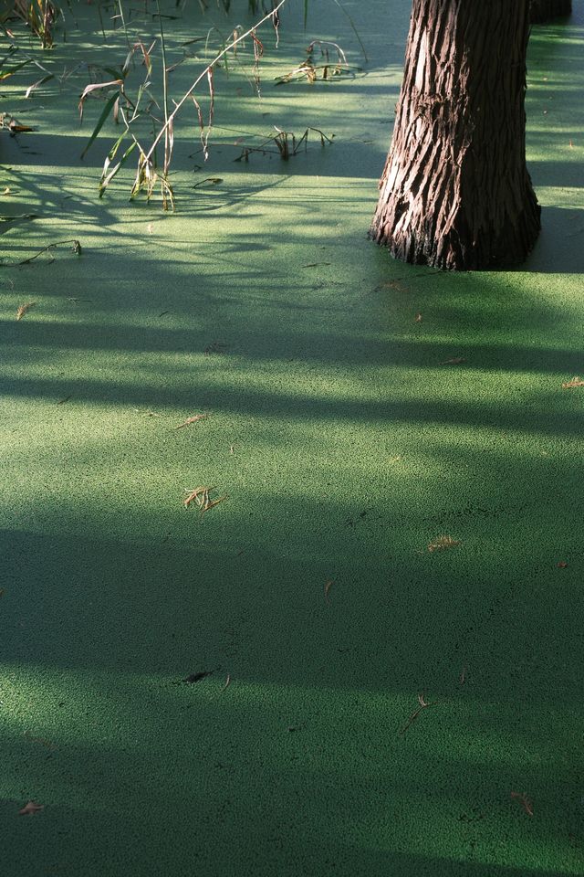 徐州拍照王炸！市區藏「抹茶綠童話秘境」0元出片