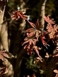 都市中的秋日詩篇