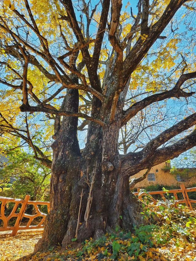 金色銀杏古道上 金色銀杏古道上