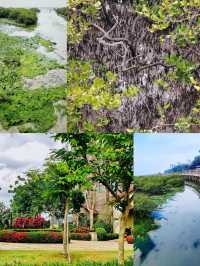 被國家地理點名!惠州大亞灣的“翡翠綠心”有多絕?