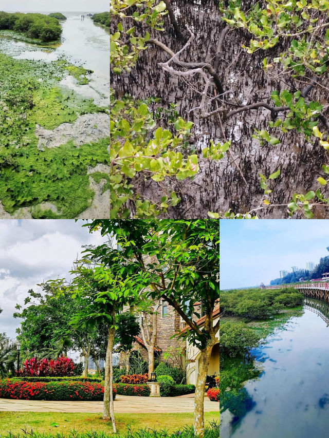 被國家地理點名!惠州大亞灣的“翡翠綠心”有多絕? 被國家地理點名!惠州大亞灣的“翡翠綠心”有多絕?