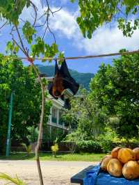 18天馬達加斯加等多國遊必看攻略