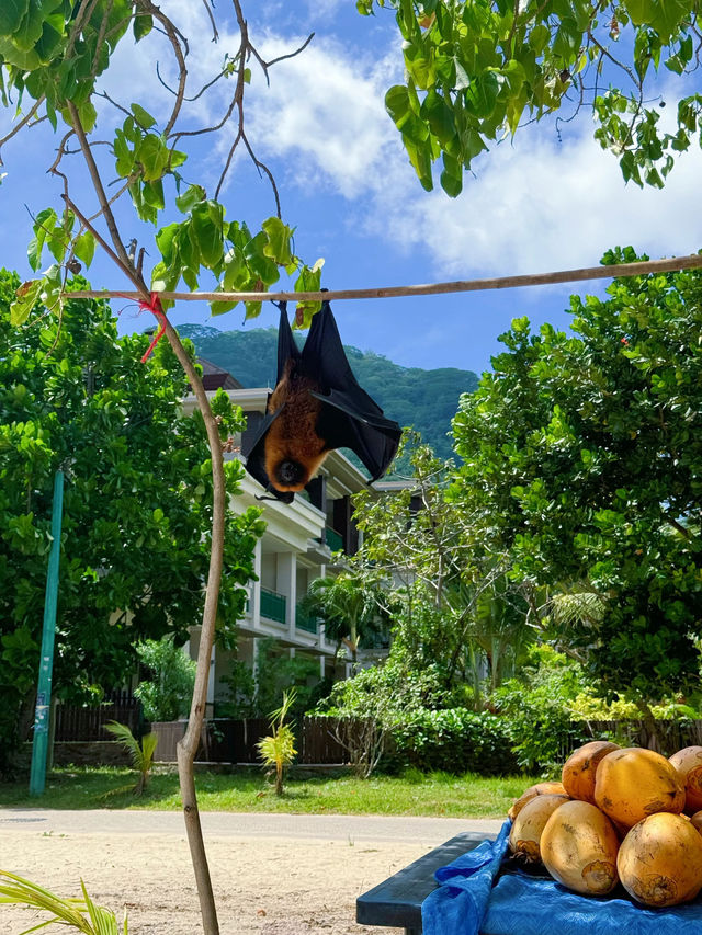 18天馬達加斯加等多國遊必看攻略