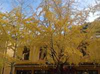 帽子峰林場金黃秋日仙境