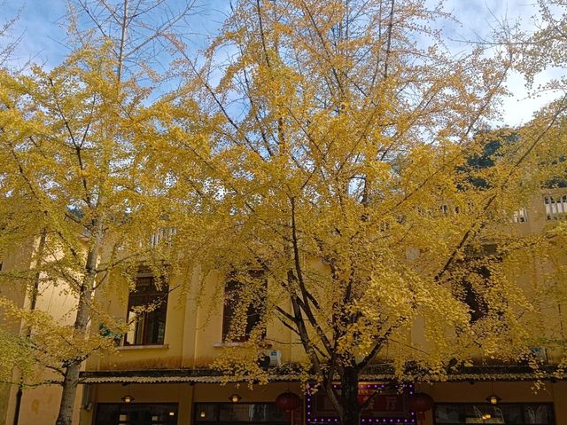 帽子峰林場金黃秋日仙境 帽子峰林場金黃秋日仙境