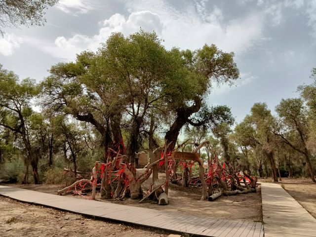 塔里木胡楊林公園 塔里木胡楊林公園