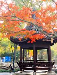 坐著11號線去看秋(上海周邊遊)