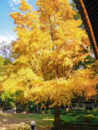 上海小眾秋色天花板一扇金色之門驚艷了深秋！