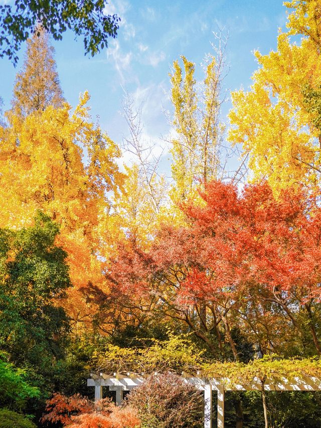上海小眾秋色天花板一扇金色之門驚艷了深秋！