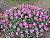 共青森林公園菊花展美翻啦