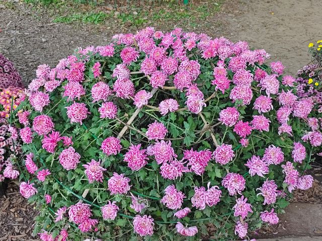 共青森林公園菊花展美翻啦 共青森林公園菊花展美翻啦