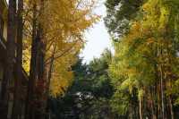 週末追光指南|私藏一整座成都的暖陽