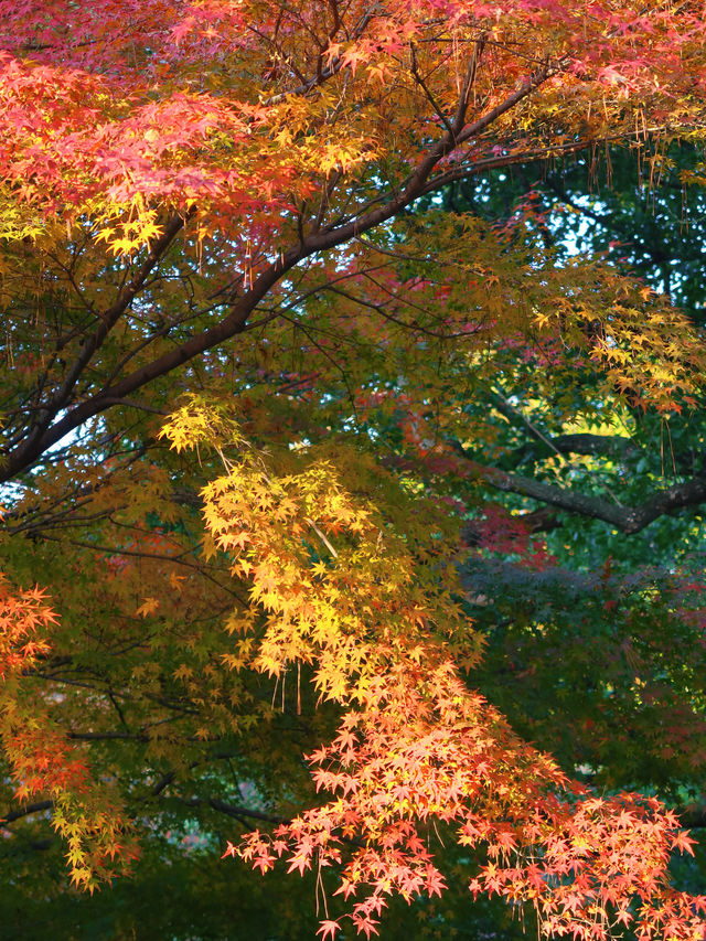 花港觀魚確實美得超出!附賞楓攻略 花港觀魚確實美得超出!附賞楓攻略