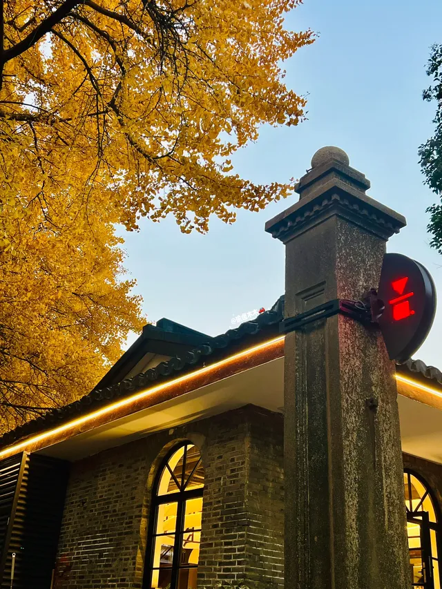 11.30蘇大銀杏實況|想要的色彩這都有 11.30蘇大銀杏實況|想要的色彩這都有