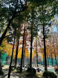 11.30蘇大銀杏實況|想要的色彩這都有