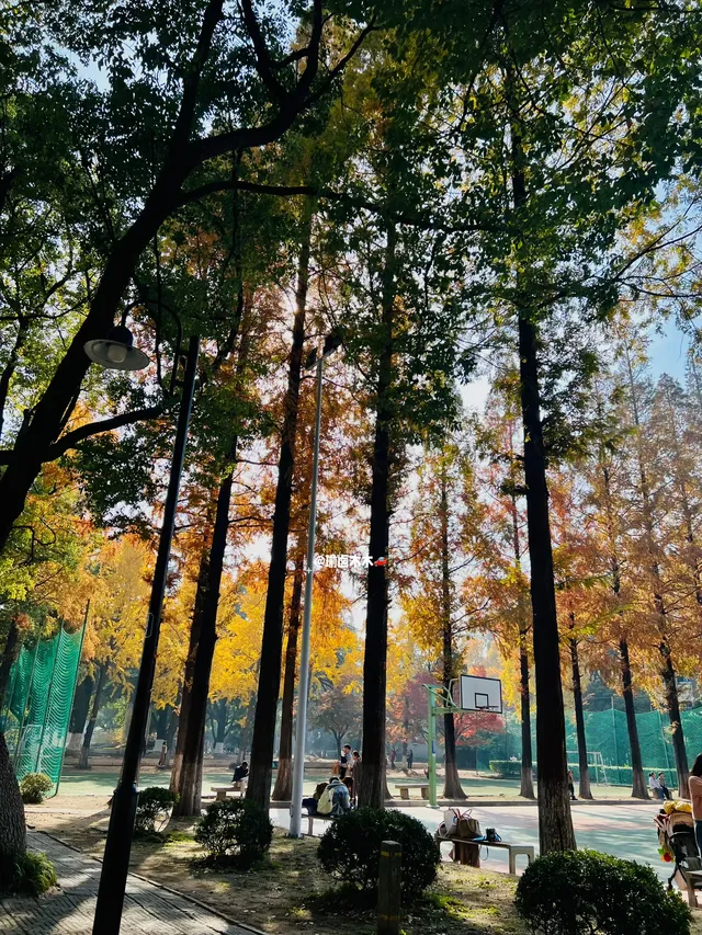 11.30蘇大銀杏實況|想要的色彩這都有 11.30蘇大銀杏實況|想要的色彩這都有