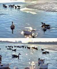 瀋陽鳥島遊玩攻略  景點概況  瀋陽鳥島是渾河水系中的天然島嶼，佔地面積49.26公頃，東北亞候鳥遷