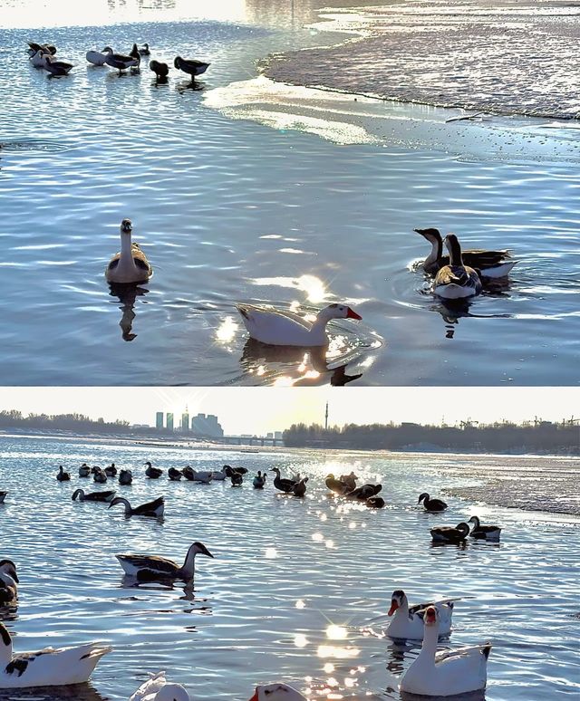 瀋陽鳥島遊玩攻略  景點概況  瀋陽鳥島是渾河水系中的天然島嶼，佔地面積49.26公頃，東北亞候鳥遷