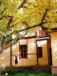 11.27這裡的絕美百年銀杏與梧桐沒人拍，快衝