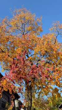 金陵城牆上的銀杏