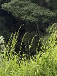 陰天 在奧克蘭city的周邊