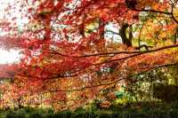 保國寺冬日銀杏紅楓盛景