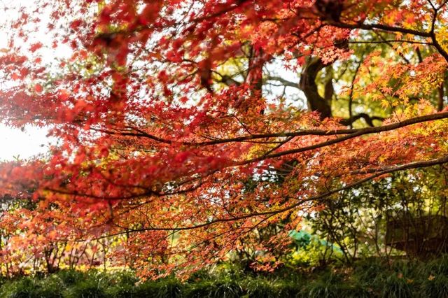 保國寺冬日銀杏紅楓盛景