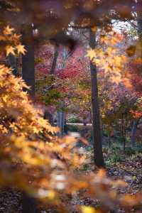 別衝日本了!上海金山這片日本了!