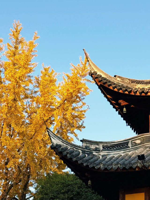 魔都秋日限定龍華寺美成古畫了!!! 魔都秋日限定龍華寺美成古畫了!!!