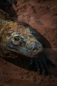 上海動物園‖動物攝影師的天堂