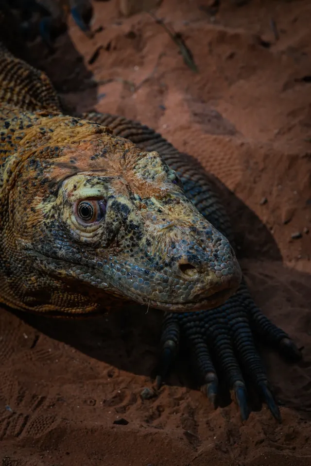 上海動物園‖動物攝影師的天堂 上海動物園‖動物攝影師的天堂