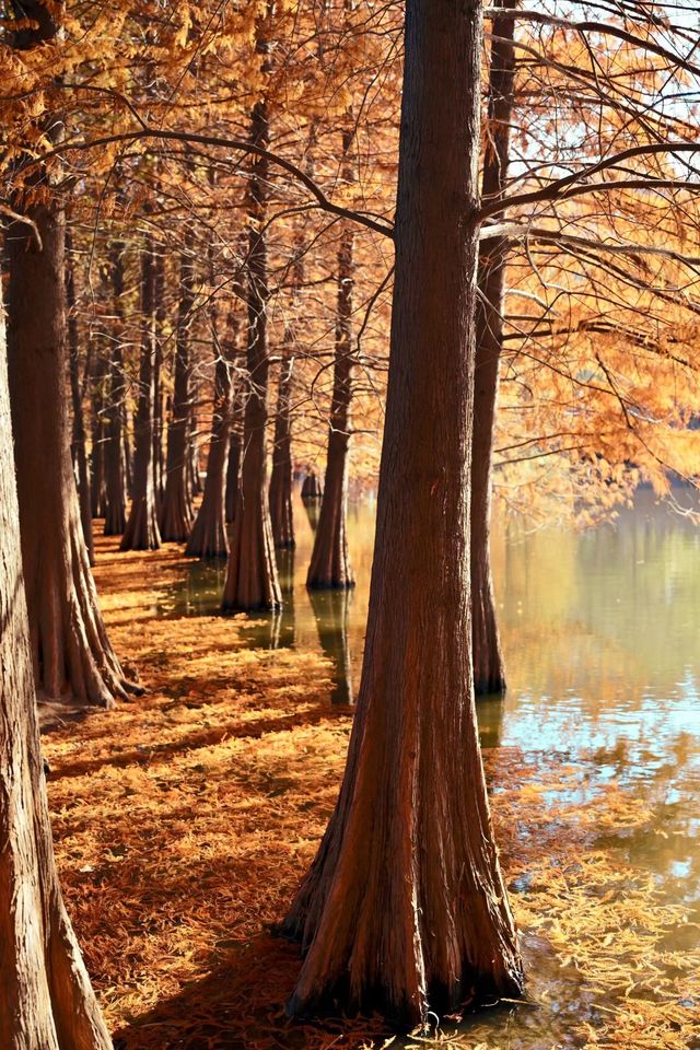 南京燕雀湖絕美水杉攻略秋日限定版油畫秘境 南京燕雀湖絕美水杉攻略秋日限定版油畫秘境