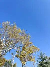 西安興慶宮｜在皇家園林裡接住最後一捧銀杏