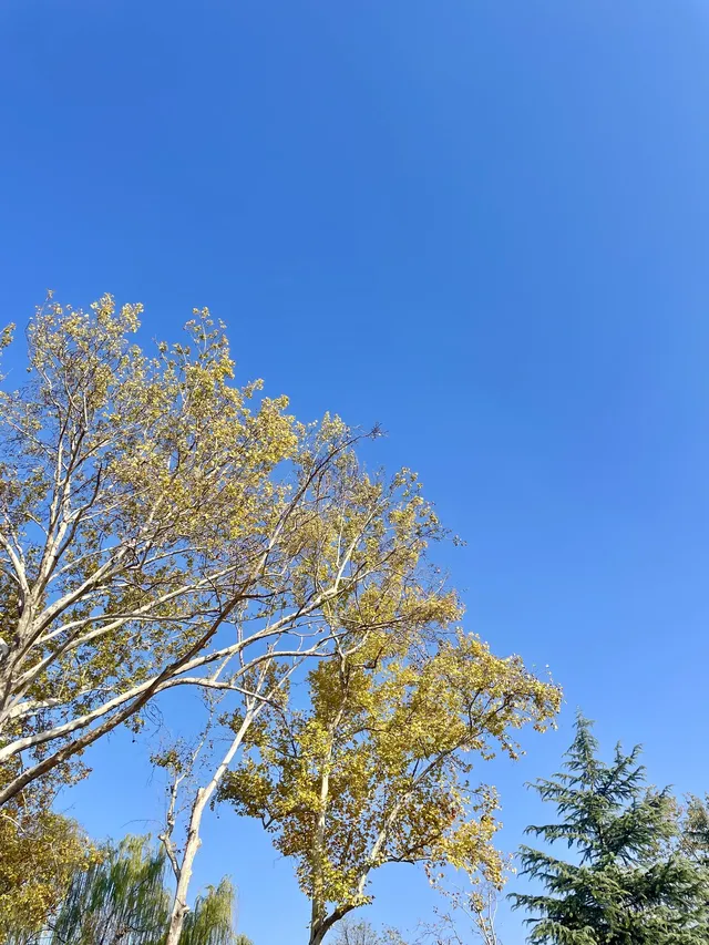 西安興慶宮｜在皇家園林裡接住最後一捧銀杏