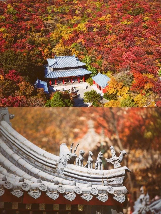 秋天帶小孩去濟南等地超合適