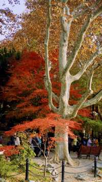 我說魯迅公園是上海市中心的賞秋天花板沒人有意見吧