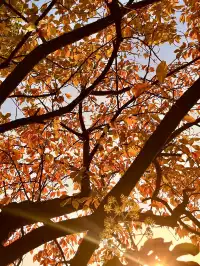 長沙賞秋超全攻略|看萬山紅遍,層林盡染