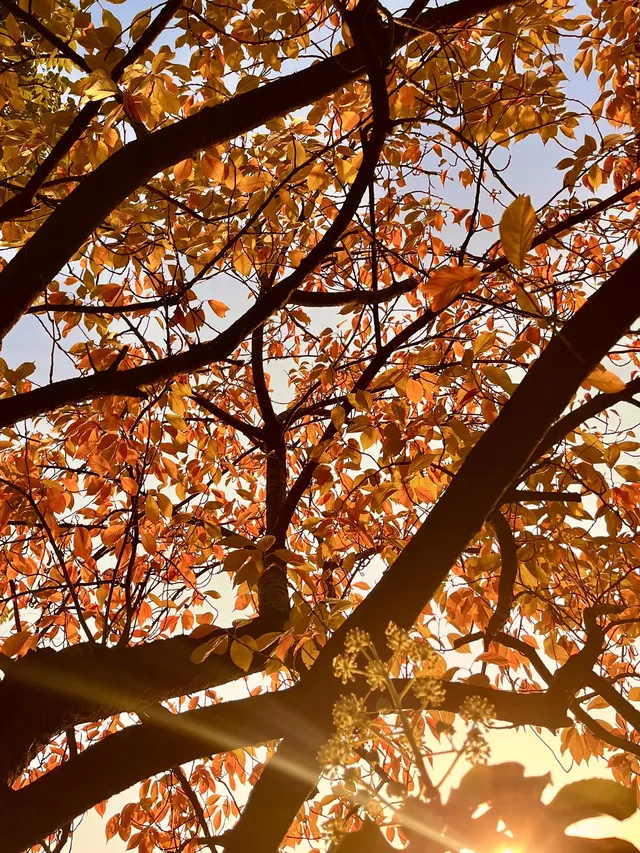 長沙賞秋超全攻略|看萬山紅遍,層林盡染 長沙賞秋超全攻略|看萬山紅遍,層林盡染