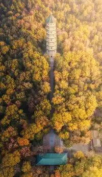 該怎麼向你描述南京的秋天呢