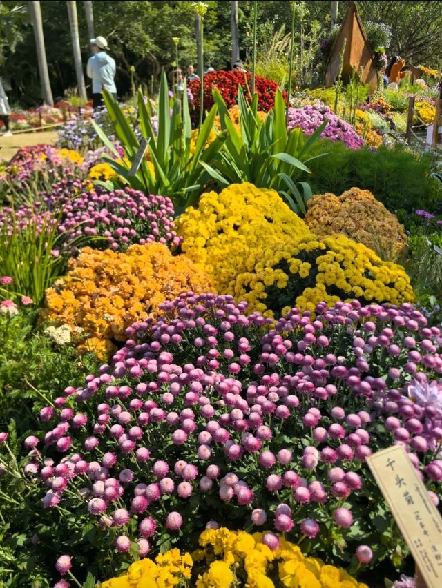 深圳仙湖植物園|遛娃寶藏地打卡賞花絕佳去處 深圳仙湖植物園|遛娃寶藏地打卡賞花絕佳去處