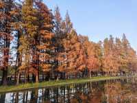 共青華明橋|水杉紅透秋意濃