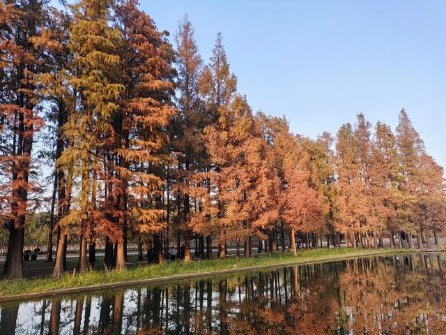 共青華明橋|水杉紅透秋意濃 共青華明橋|水杉紅透秋意濃