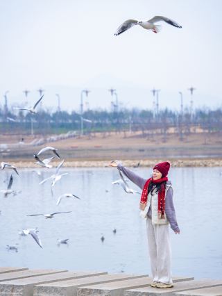 河南のあまり知られていないカモメ鑑賞スポット、宝の街・淅川の一日観光ガイド
