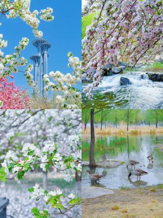 베이징 올림픽 삼림 공원 꽃밭｜도시 속 힐링 자연 산소 카페